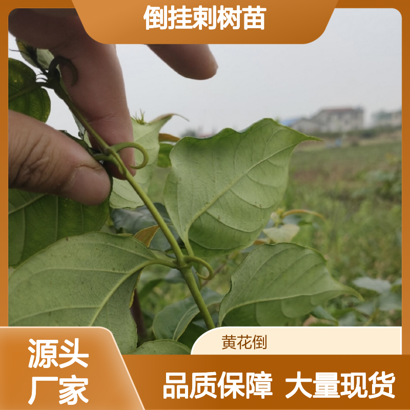 倒挂剌树苗 百亩种植园直供 园林优选 移栽成活高