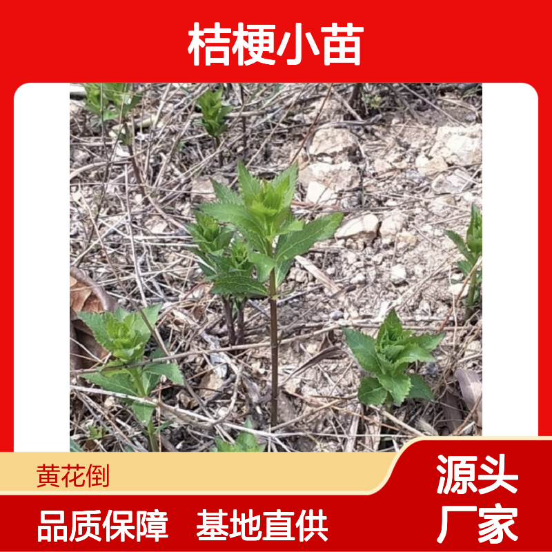 桔梗小苗 培育主产区直供 生长迅速 出芽率高 耐寒耐旱
