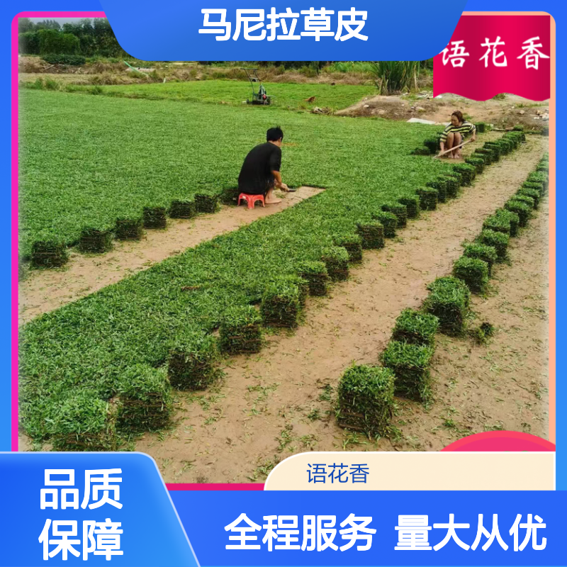 马尼拉草皮 精品混播四季常绿 耐修剪好养易活园林草坪