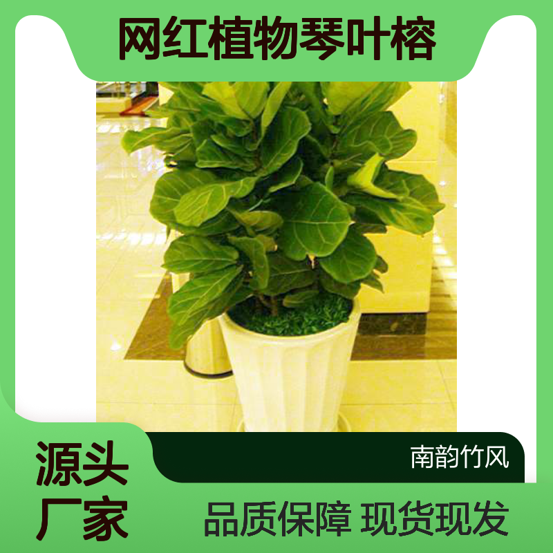 网红植物琴叶榕盆栽 深 圳绿植租摆新品种 实体花店 现货现发