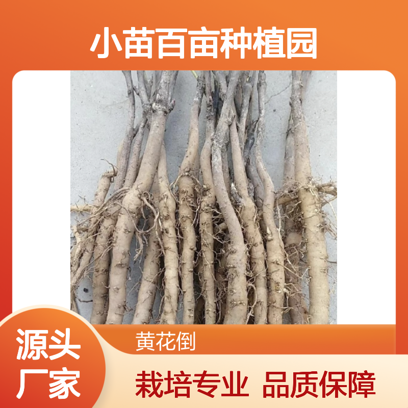 牡丹小苗百亩园 品种齐全 培育专业 批量优惠 直供保障