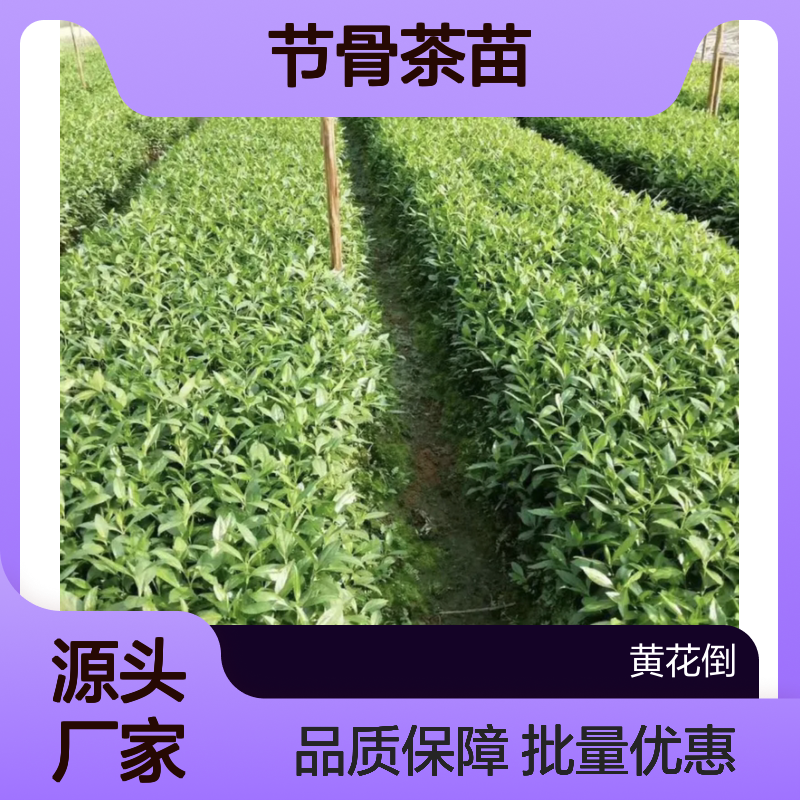 节骨茶苗 百亩种植园直供 成活率高 生长快速 管理简便