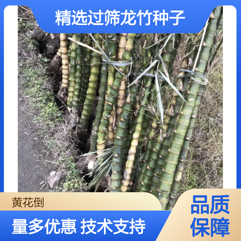 精选过筛龙竹种子 产地直供 种植指导 适应性强