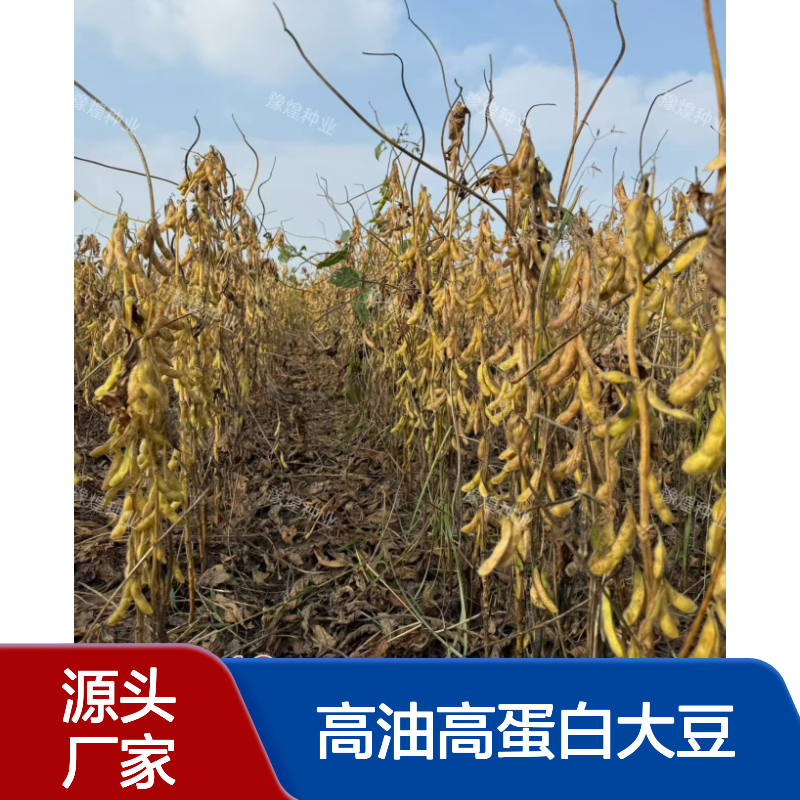 高油高蛋白大豆中黄212：不炸荚 抗倒伏 含油量高达22.3%