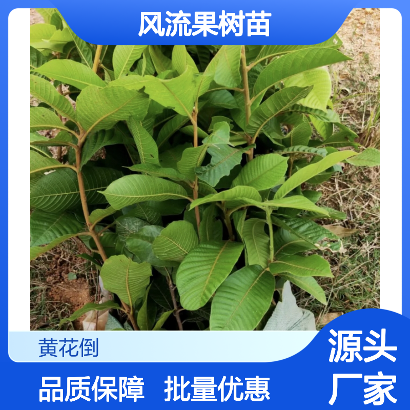 风流果树苗 砧木移植嫁接优选 富含淀粉 品质保证