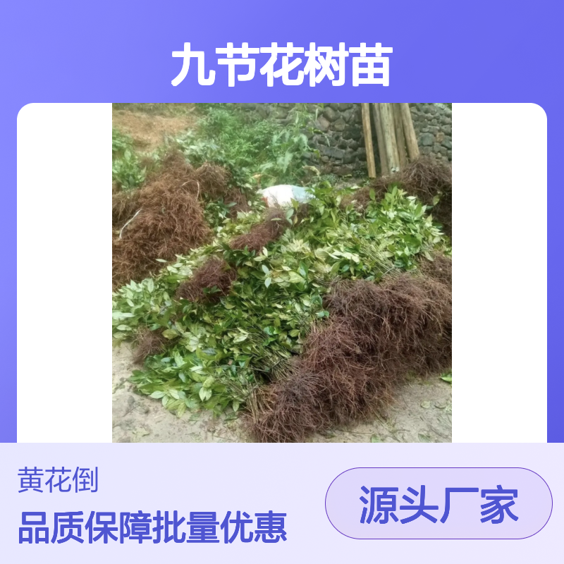 九节花树苗 基地直供 绿化观赏优选 适应性强 易于管理