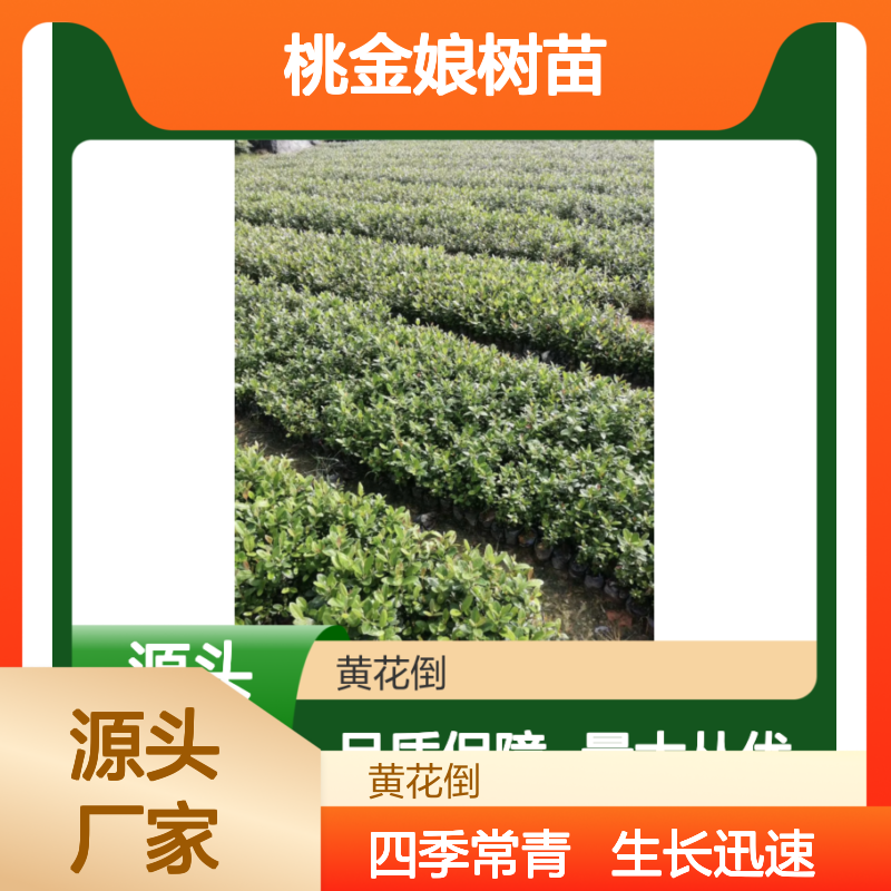 桃金娘树苗 四季常青 绿化优选 生长迅速 抗逆性强