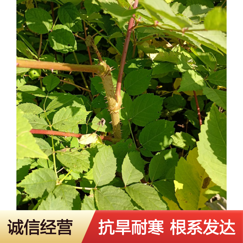 一年生刺龙芽苗 刺老芽 抗旱耐寒 优质种苗 根系好 易成活