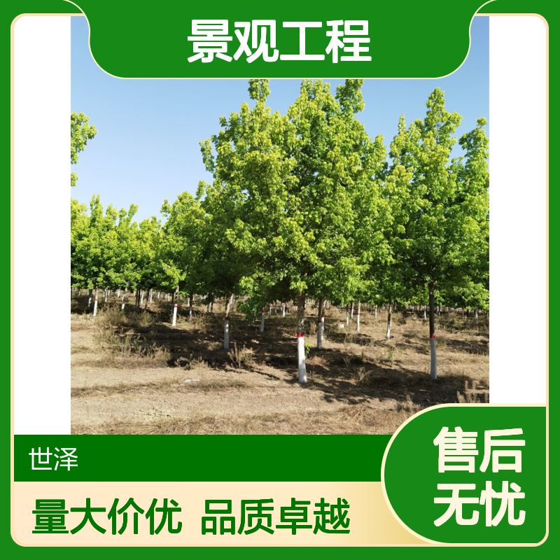18公分复叶槭 大量供货 株距大 精心种植 景观工程