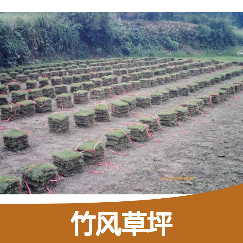 南韵竹风草坪 草皮批发市场 当天铲草 保证新鲜 服务优质