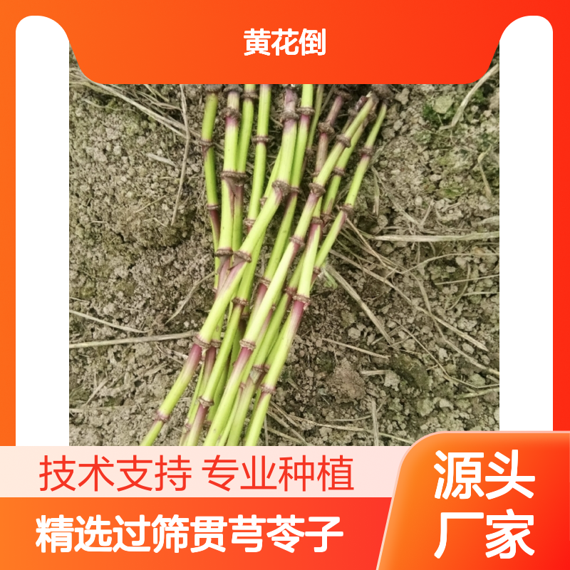 精选过筛贯芎苓子 种苗直供种植技术 天然健康