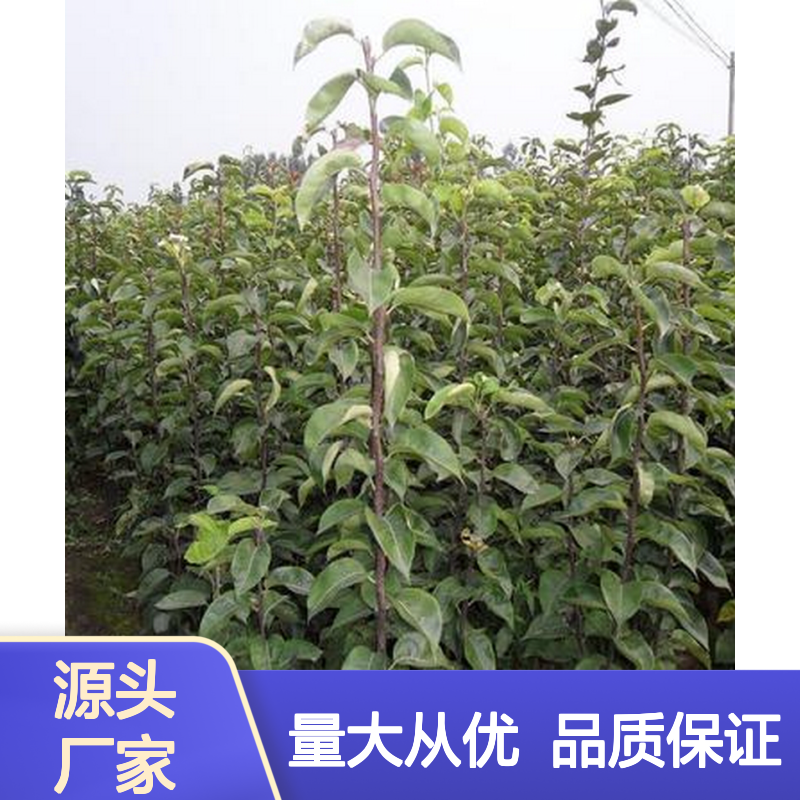秋月梨批发基地 新鲜采摘果园直供 汁多味甜 绿色健康