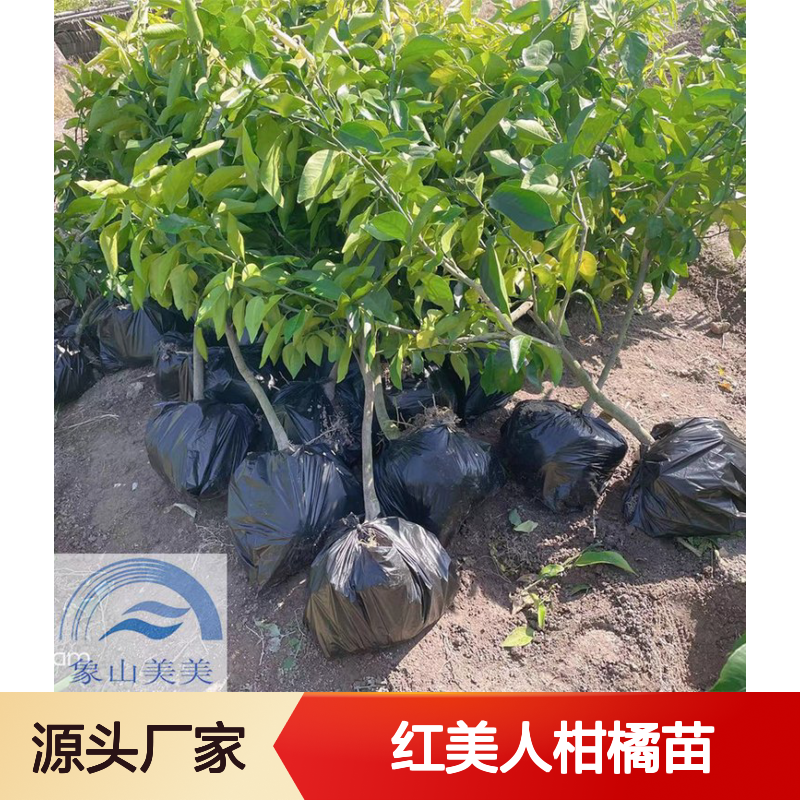 正宗两年生红美人柑橘苗 主干粗壮 带土球 成活率高 基地直发