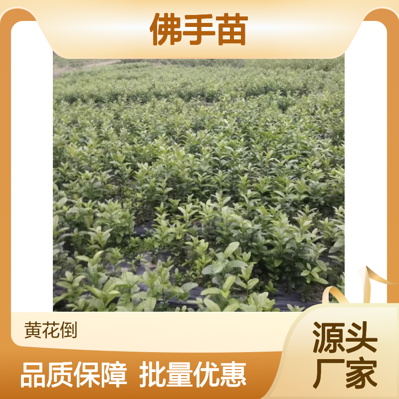 佛手苗批发 观赏佛手盆栽植物 香气扑鼻 易于养护