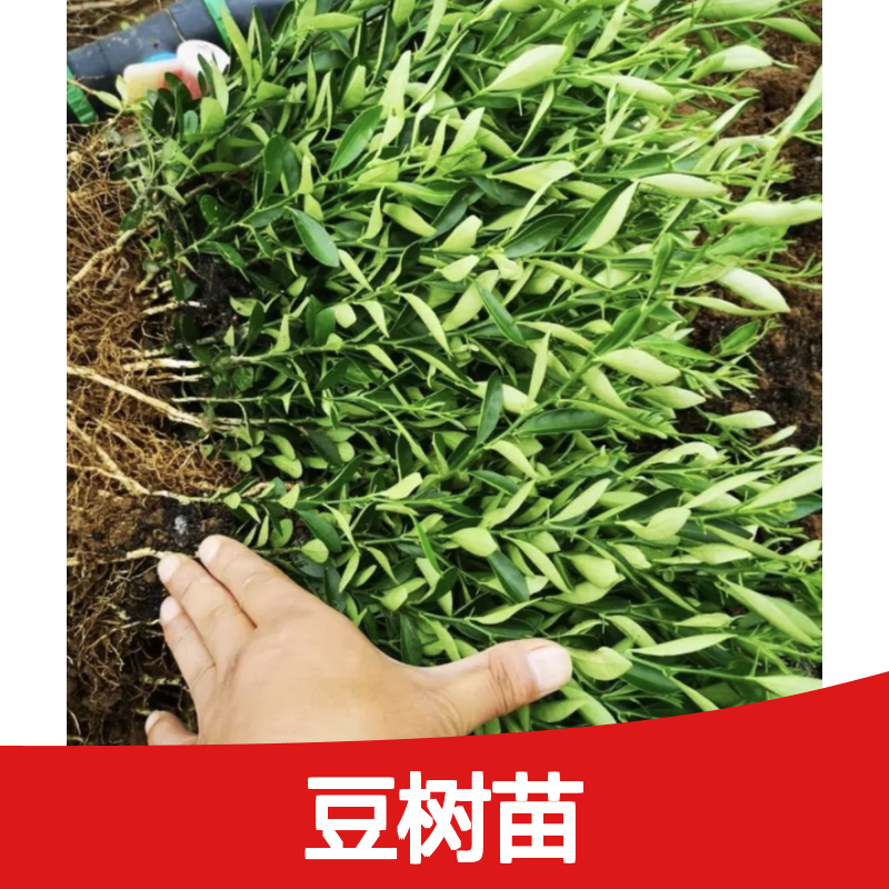 山金豆树苗 常绿灌木 观果植物 易于养护 耐寒耐旱