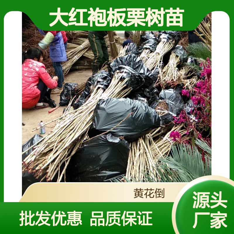 大红袍板栗树苗 产地直供 品质保证 口感香甜 栽培悠久