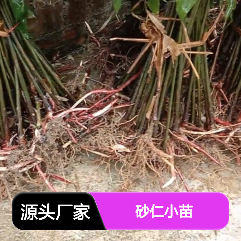 砂仁小苗批发 种植基地源头供货 常绿灌木 易于管理