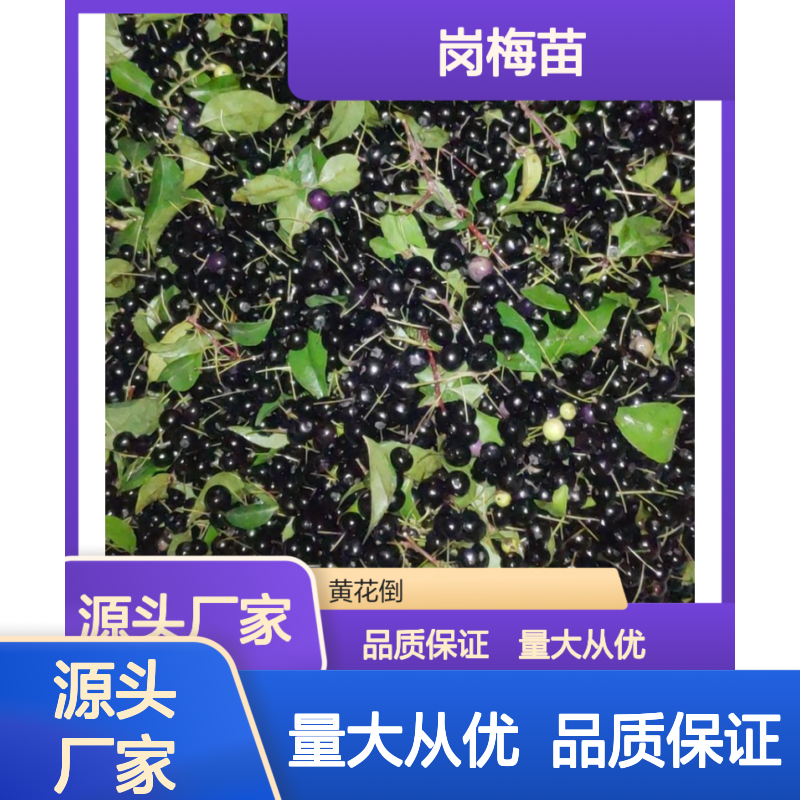 岗梅苗中药材苗 园林优选 种植基地直供 适应性强