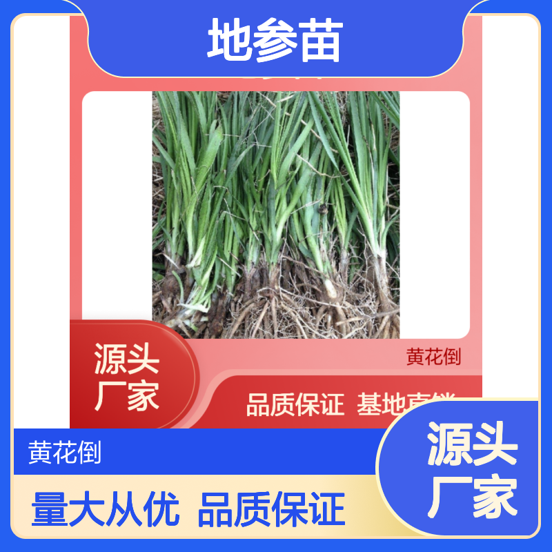 地参苗批发 基地直供 易种植 高药用价值 适应性强