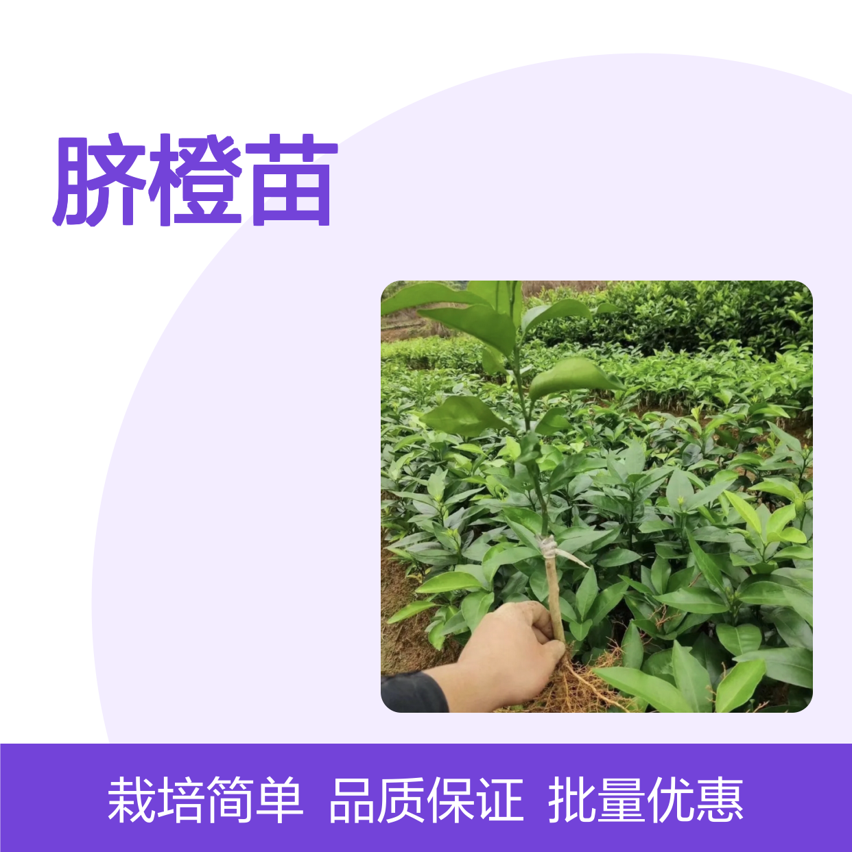 优质脐橙苗 嫁接繁殖 批量供应 丰产稳产 栽培简单