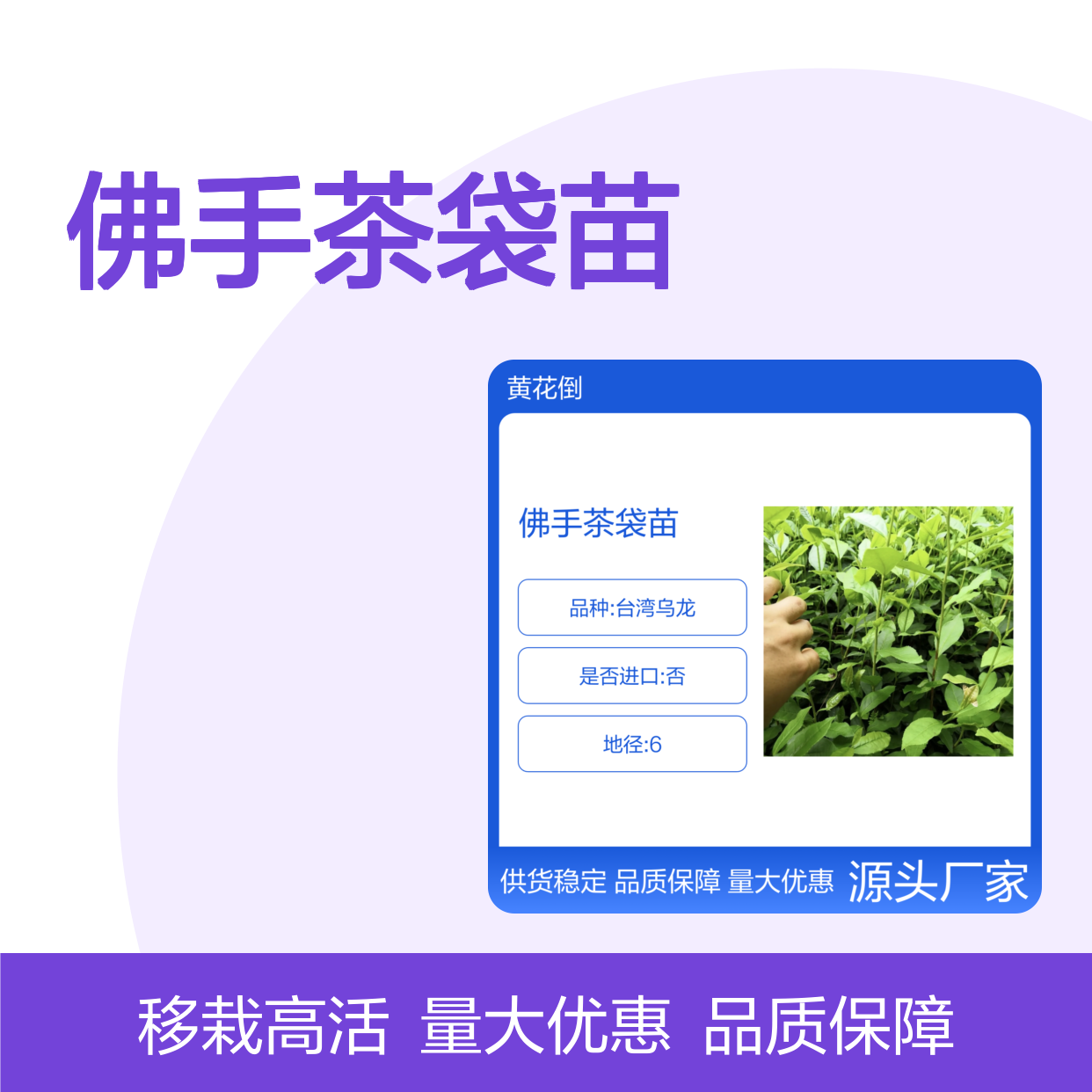 佛手茶袋苗 多年生根系发达 高成活率 规格齐全