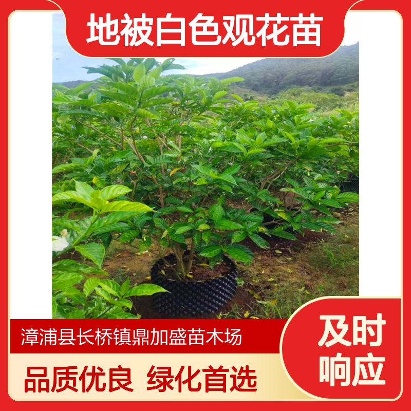 鼎加盛基地100200公分狗牙花 常绿工程绿化苗 灌丛地被白色观花苗