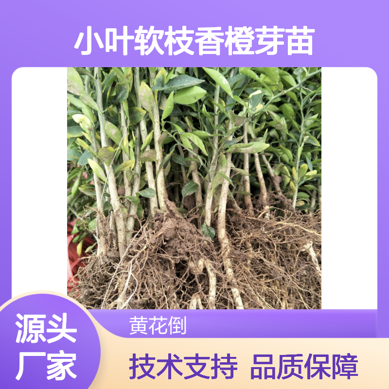 小叶软枝香橙芽苗 丰产性好果树苗 抗碱耐旱 实品质优
