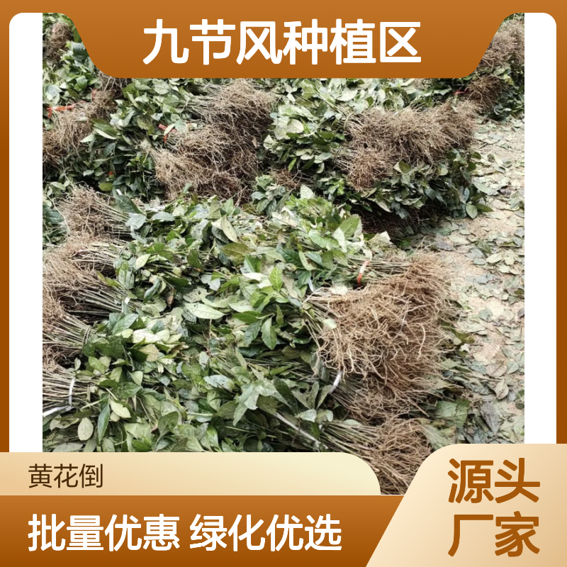 九节风苗批发 多年生常绿植物 草珊瑚苗 适应性强