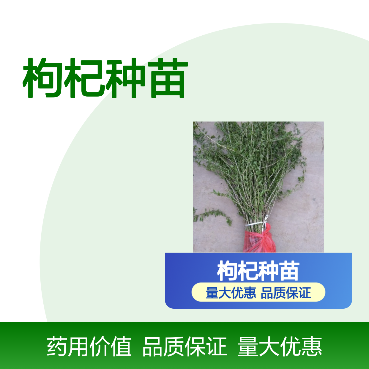 枸杞种苗 园艺优选 品种优良 药用价值高 适应性强