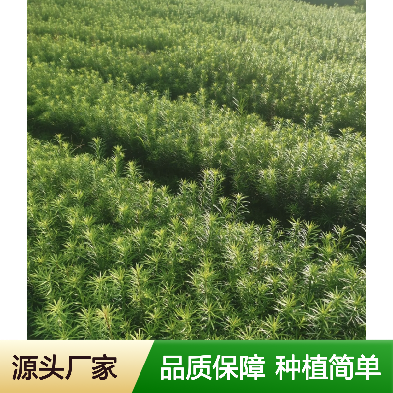贵妃罗汉松树苗 种植园直供 发芽率高 材质优良