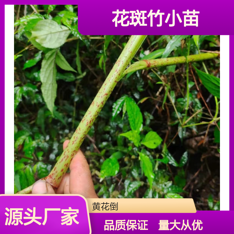 花斑竹小苗 园林常绿灌木 批发供应 耐寒耐旱 生长迅速