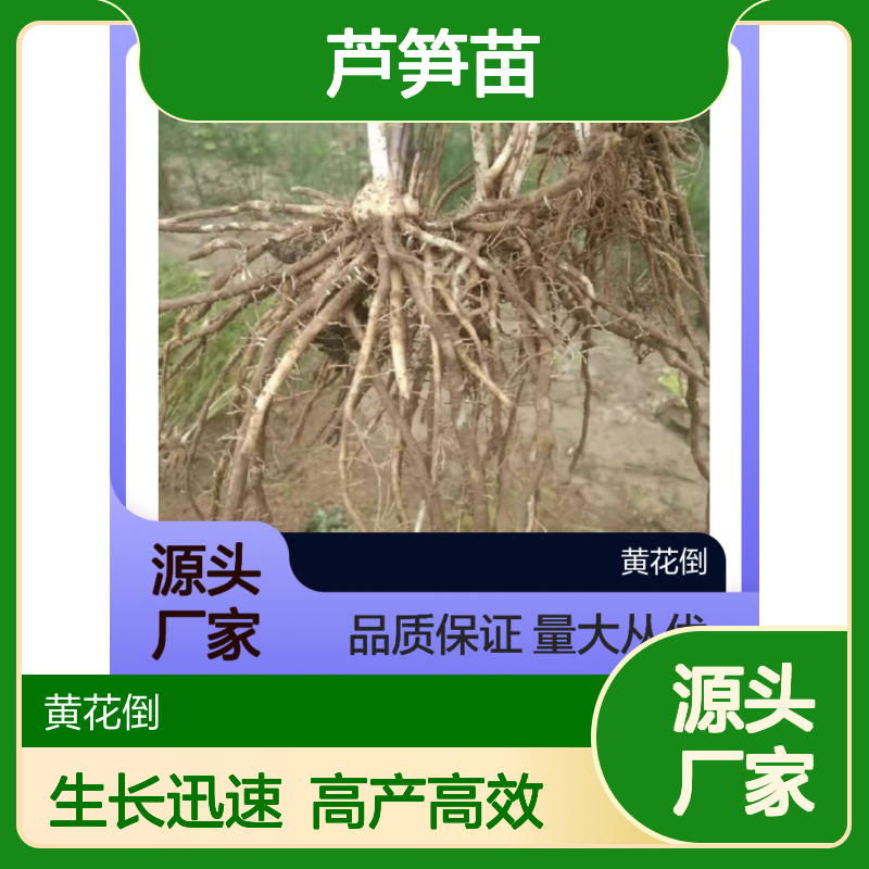 芦笋种植主产区 优质芦笋苗 基地直供 生长迅速
