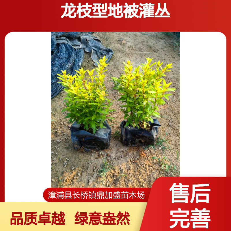 鼎加盛金叶满天星苗 35cm高25cm冠幅绿篱苗 露地栽培龙枝型地被灌丛