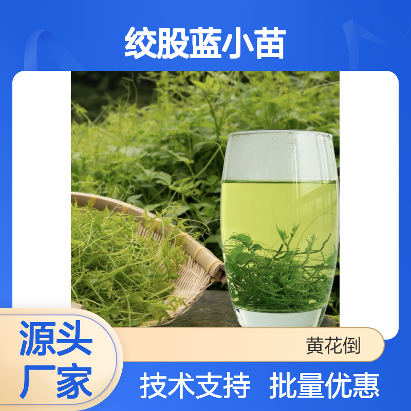 绞股蓝小苗 批发基地直供 品质优良 生长旺盛 易于栽培