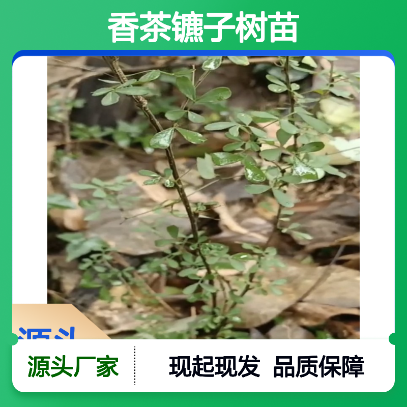 现起现发香茶镳子树苗 送货上门包邮 欢迎来电洽谈经验分享