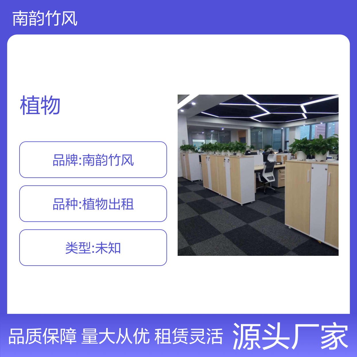 南韵竹风植物租赁服务，专业养护省心省力 品种多样