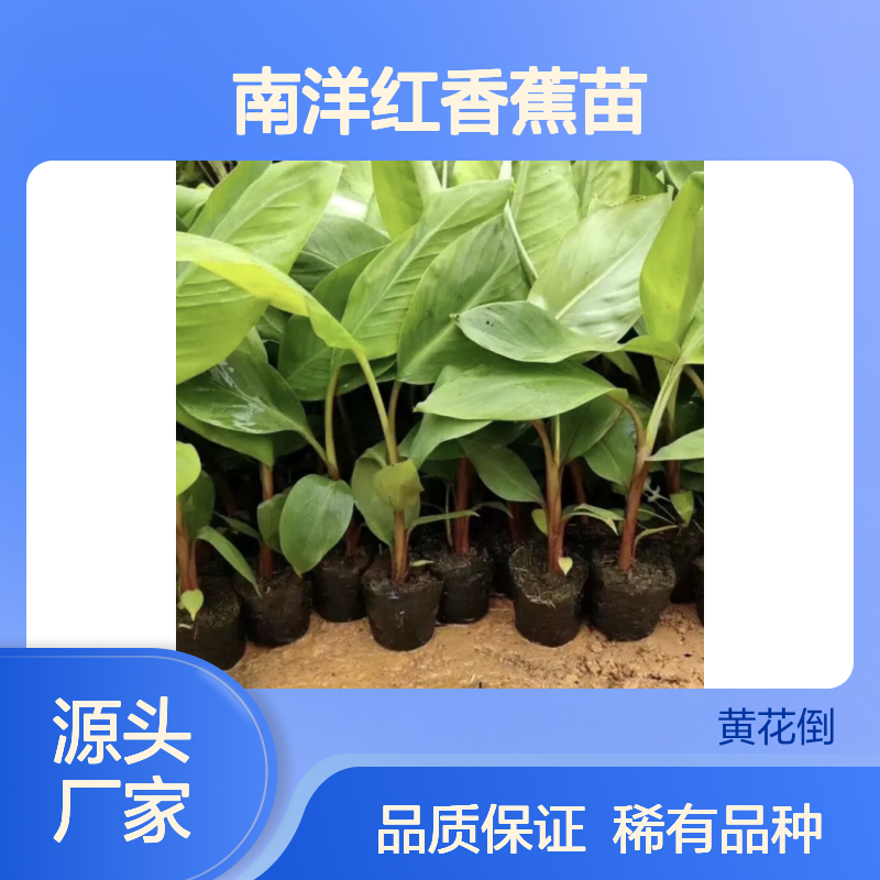 南洋红香蕉苗 稀有品种果肉细腻 耐储存强 营养丰富