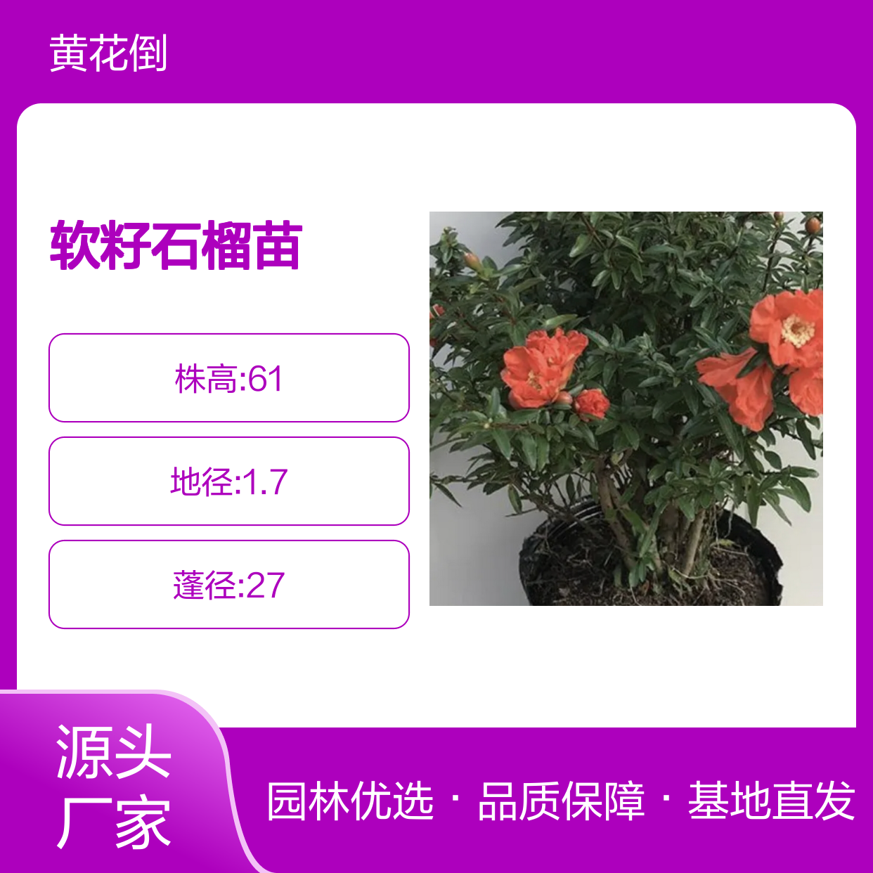 突尼斯软籽石榴苗 百亩基地直供 品质优良 易于养护