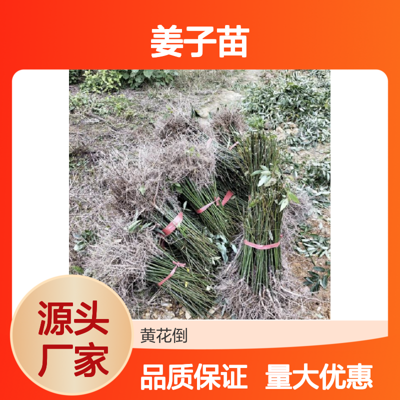 山姜子苗 落叶灌木 芳香植物 用途广泛 造林优选