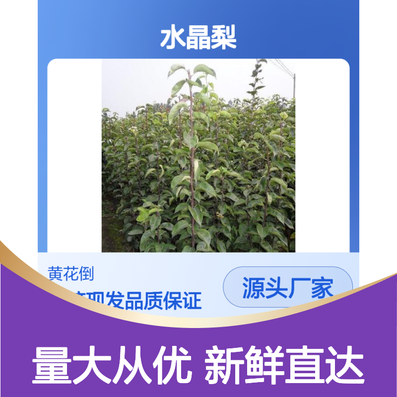 新鲜水晶梨 现摘现发 味美汁多 果肉细腻 营养丰富