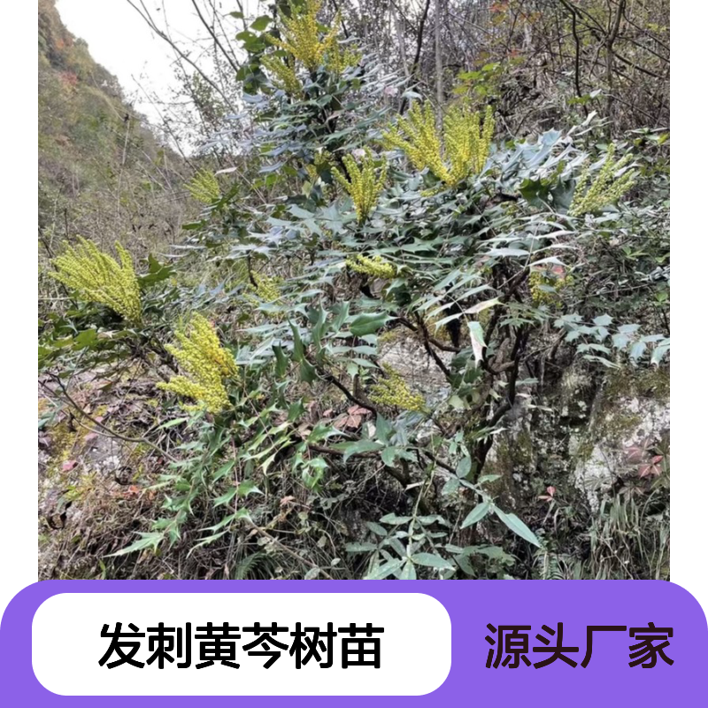 现起现发刺黄芩树苗 基地直发包教种植管理技术品质纯正可票