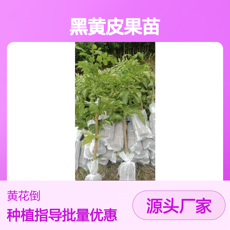 黑黄皮果苗 基地直供 批发优选 移栽方便 管理简单
