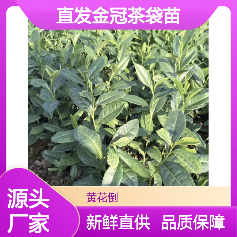 产地直发金冠茶袋苗 合作社培育品质优良 健康无害