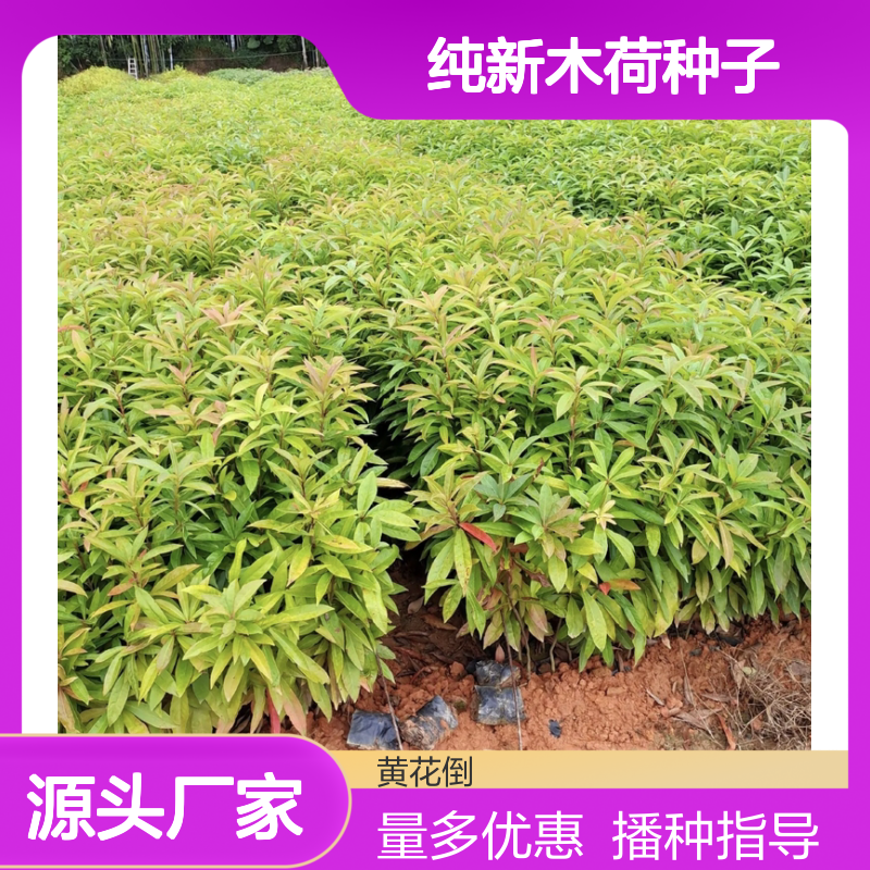 当年纯新木荷种子 播种指导 出苗快 造林优选 耐火抗火