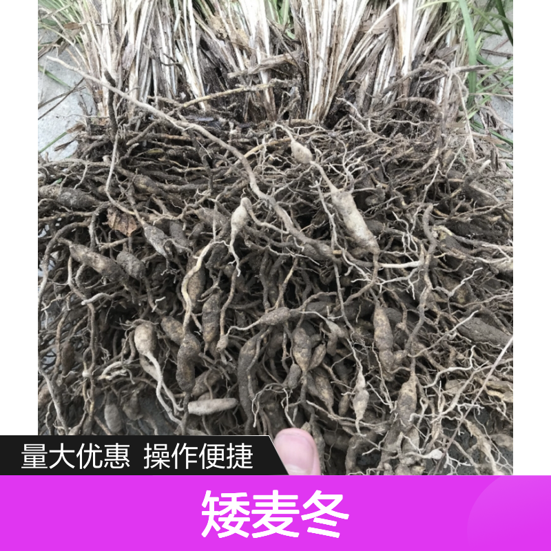 主产区优质矮麦冬供应 生长旺盛 易于管护 药用价值