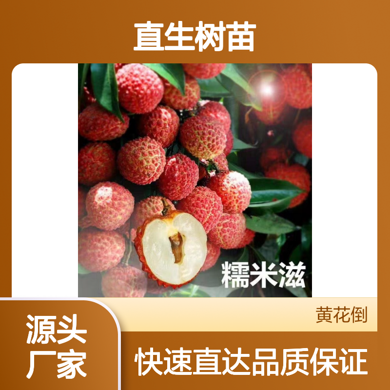 产地直供无核荔枝直生树苗 购买数量达到要求 全国专线车直达送货
