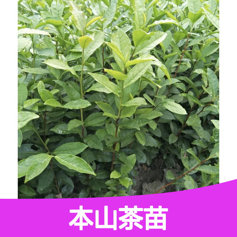 本山茶苗 优质春茶批发 茶园直供 滋味鲜活 香气宜人