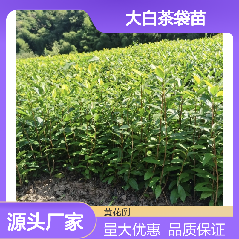 当天起苗 大白茶袋苗 送货上门包邮 欢迎洽谈 经验分享