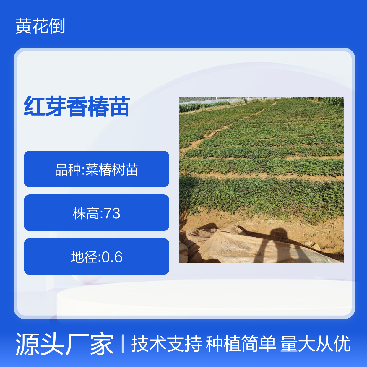 红芽香椿苗 种植技术全 批发优选 基地直供 生长迅速