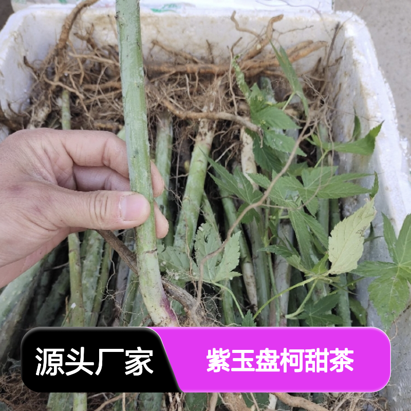 紫玉盘柯甜茶种苗 基地直供扦插繁殖 成活率高